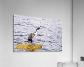 Imperial Cormorant seabird on rock in Punta Arenas Chile  Impression acrylique