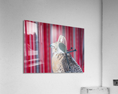Falcon indoors wearing a leather cap with straps around its neck  Acrylic Print
