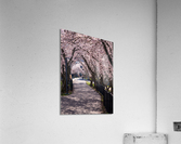 Cherry blossoms over walking trail  by the river in Morgantown W  Acrylic Print