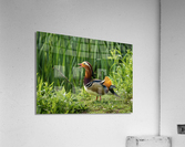 Mandarin Duck on the lakeshore at the Mere in Ellesmere   Acrylic Print
