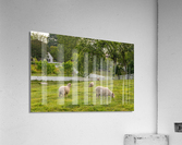 Sheep grazing in meadow in Williamsburg Virginia  Acrylic Print