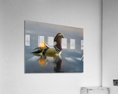 Mandarin duck floats on Ellesmere Mere to a clear reflection of   Acrylic Print
