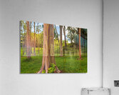 Group of rainbow eucalyptus trees in Keahua Arboretum  Impression acrylique