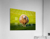 Large round sheep in meadow in Wales staring at camera  Impression acrylique