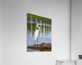 Great Egret on the stumps of bald cypress trees in Atchafalaya b  Acrylic Print