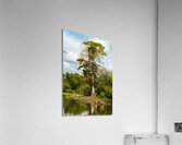 Large bald cypress trees rise out of water in Atchafalaya basin  Impression acrylique
