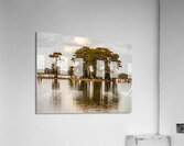 Stand of bald cypress trees rise out of water in Atchafalaya bas  Impression acrylique