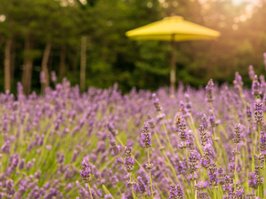 Close up of Lavender plants in blossom in early July