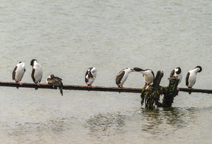 Colony of Imperial Cormorant seabirds in Punta Arenas Chile