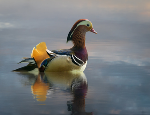 Mandarin duck floats on Ellesmere Mere to a clear reflection of 