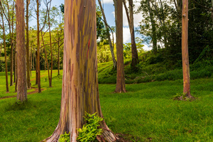 Group of rainbow eucalyptus trees in Keahua Arboretum