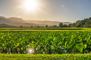 Verdant taro fields thrive under the Hawaiian sun near Hanalei B