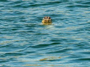 Small harbor seal in waters off Anacortes looking plaintively at