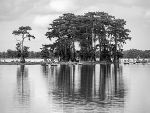 Stand of bald cypress trees rise out of water in Atchafalaya bas