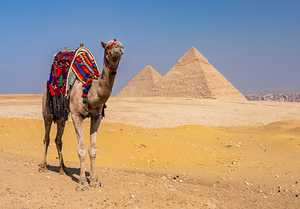 Single camel standing in front of Great Pyramid of Giza waiting 