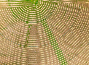 Circular pattern of crops in fields seen from drone near Winthro