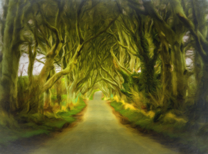 Dark Hedges road through old trees