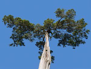 Old Cedar tree at Appomattox National Park