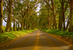 Famous Tree Tunnel of Eucalyptus trees