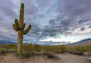 Sunset in Saguaro National Park Tucson