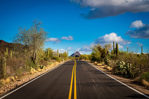 Road and cactus in Saguaro National Park