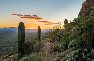 Sunset in Saguaro National Park West