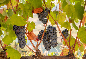 Grapes for port wine by the River Douro