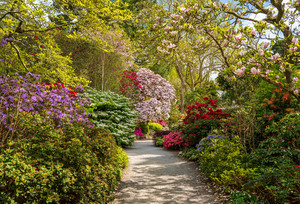Path leads to Azaleas and Rhododendron trees in spring