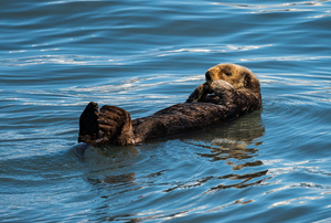 Sea Otter floating in Resurrection Bay near Seward