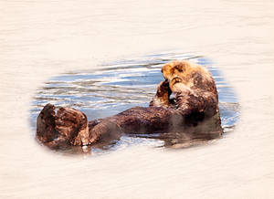 Digital watercolor of Sea Otter floating in the sea