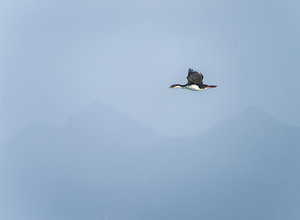 Imperial Shag or Cormorant flying by Cape Horn in Chile
