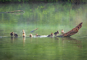Group of ducklings washing in lake at dusk