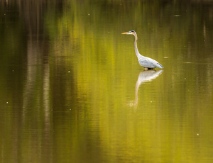 Great blue heron standing in calm water in Atchafalaya basin