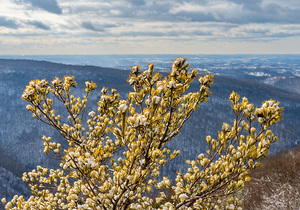 Eastern White Pine covered with snow at Coopers Rock