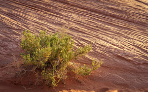 Detail of bush around Rainbow Vista trail in Valley of Fire stat