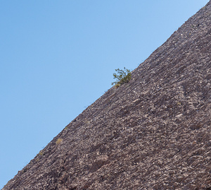 Small bush clinging to life on arid desert hillside in minimalis