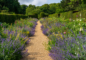 Flowering shrubs in a hedged flower garden on the Isle of Wight