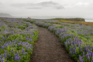 Path from the bird watching cliffs at Skalanes Nature Center