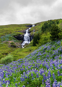 Waterfall in Tunhudalur valley near Isafjordur Iceland with lupi