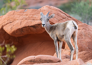 Bighorn sheep lamb grazing among formations in Valley of Fire st