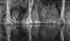 Large cypress trees in Cypress Bend Park alongside Guadalupe Riv