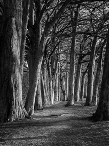Large cypress trees in Cypress Bend Park by the side of Guadalup