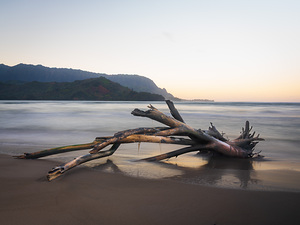Whisper of the Tide driftwood on Hanalei bay beach at sunrise