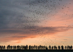 Bat watchers crowd on Congress Avenue bridge as bats fly 