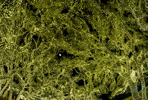 Holiday lights spectacular in trees of Johnson City Texas