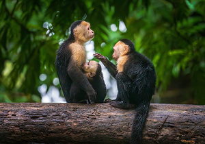 Close up of a family or group of white faced Capuchin Monkeys in