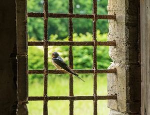 Barn swallow perched on the bars of 13th Century window