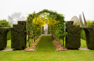 Laburnum Arch in full bloom over grass path