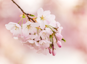 Detail macro photo of japanese cherry blossom flowers
