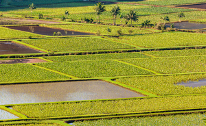 Hanalei Valley in Kauai